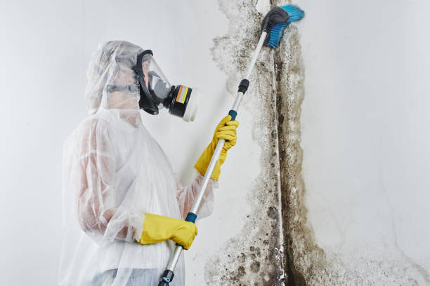 Best Professional Mold Removal  in East Valley, NV