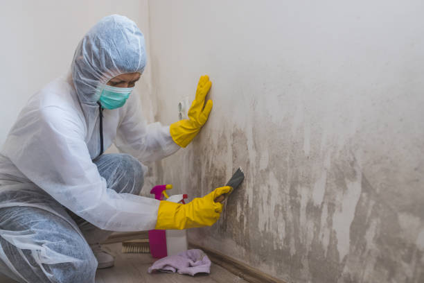 Best Local Mold Removal Service  in East Valley, NV