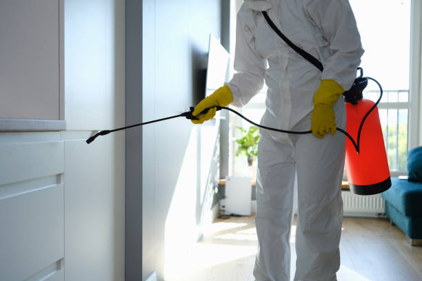 Best Mold Damage Repair  in East Valley, NV