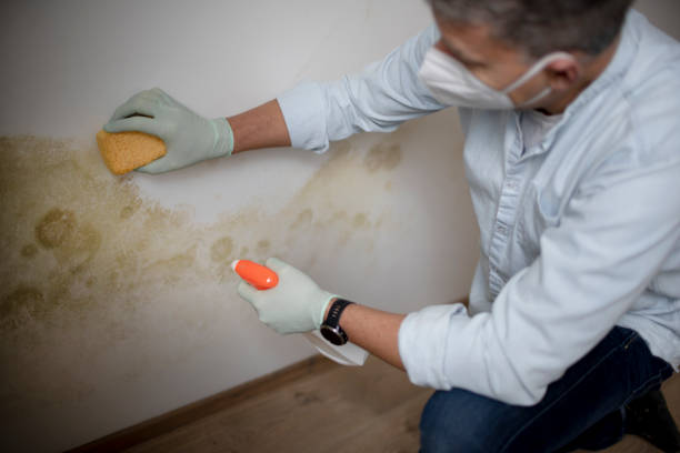 Best Home Mold Removal  in East Valley, NV