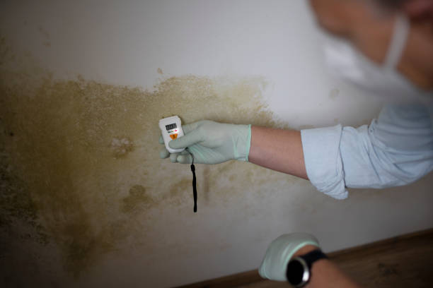Best Emergency Mold Removal  in East Valley, NV