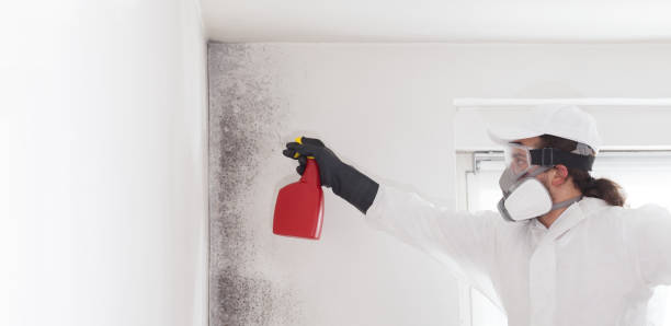 Best Fast Mold Removal  in East Valley, NV