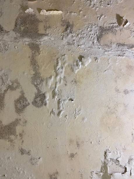 Best Mold Testing  in East Valley, NV
