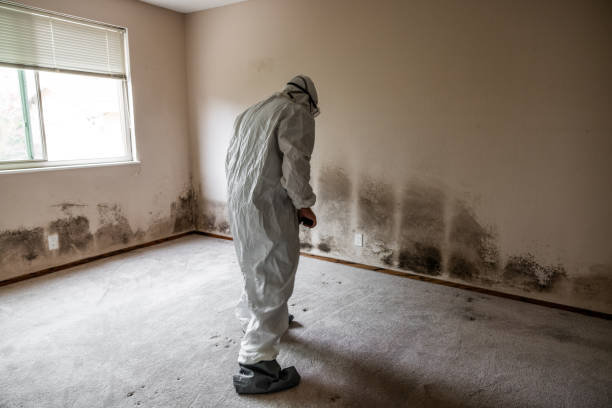 Best Certified Mold Removal  in East Valley, NV