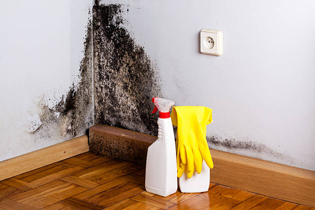 Best Crawl Space Mold Removal  in East Valley, NV