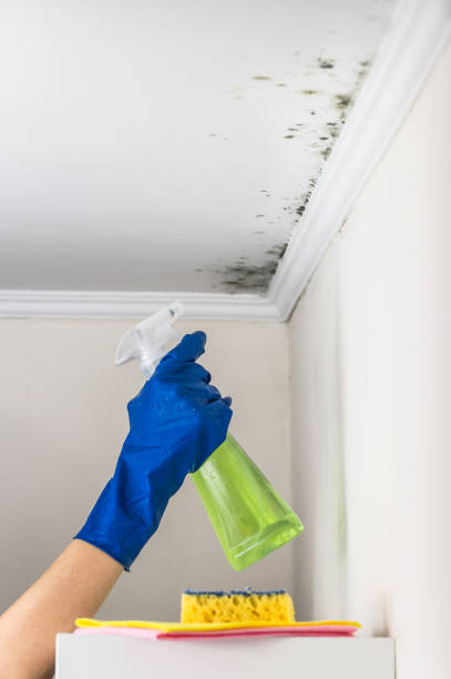 Best Mold Removal Company Near Me  in East Valley, NV