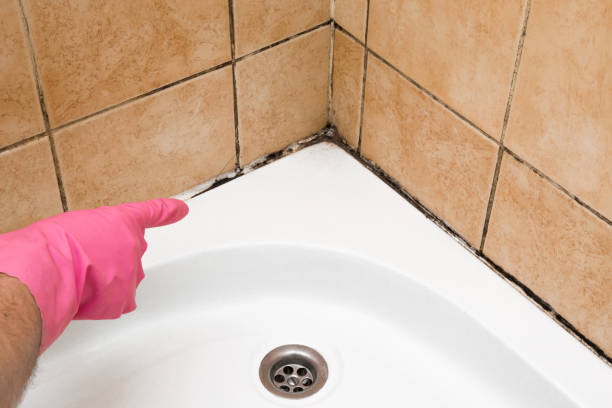 Best Mold Remediation  in East Valley, NV